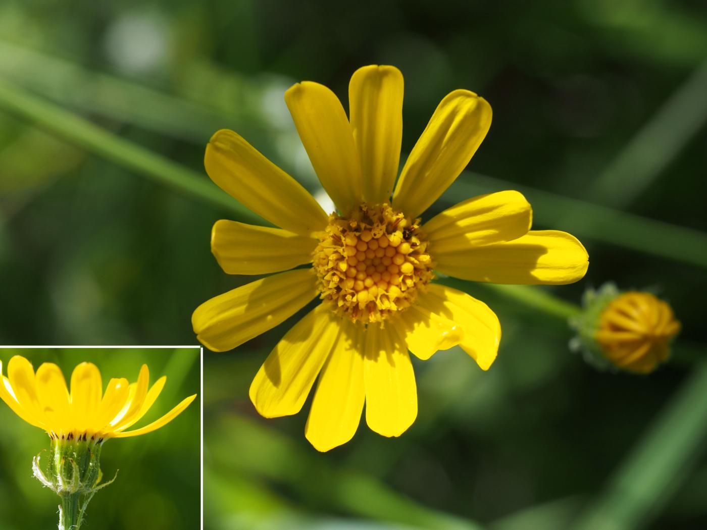 Ragwort [Rodez] flower